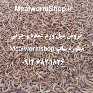 سایت میلورم شاپ | mealwormshop.ir | فروش میل ورم زنده و خشک عمده | فروش میل ورم عمده و جزئی | کرم خشک شده میل ورم و سوپر ورم | کرم خشک شده میل ورم | سوپر ورم | سوپر ورم خشک | میلورم خشک | میل ورم خشک تجاری | میلورم عمده | عمده فروشی میلورم | میل ورم زنده عمده | میلورم عراق | میلورم پاکستان | افغانستان میلورم