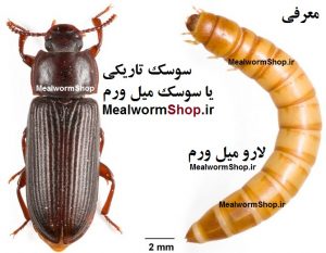 لارو میل ورم
