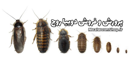 سوسک دوبیا (Dubia Roaches) تغذیه انواع مارمولک و سوسمار
